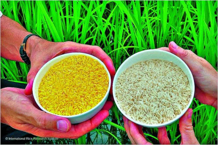 Biotecnologia agrícola - Comparação entre o arroz dourado (à esq.) e arroz branco (à dir.)