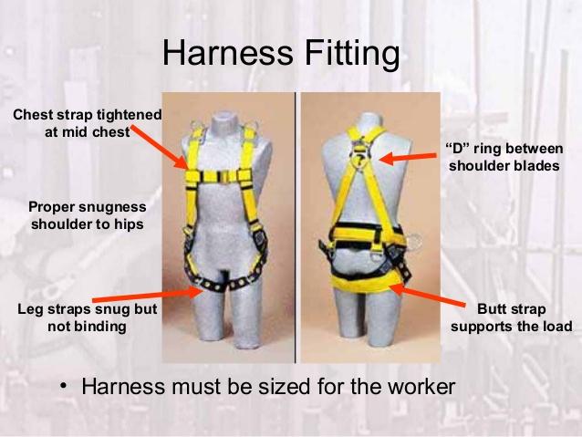Image result for proper harness fit