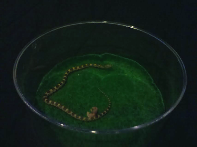 Strangles%20-%20First%20Feeding%204%20-%20March%2026%202011.png