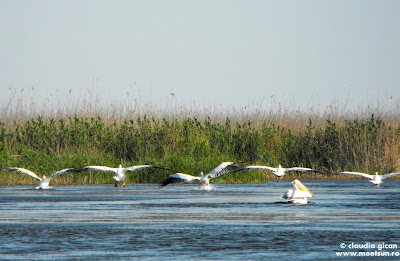 pelicani in zbor