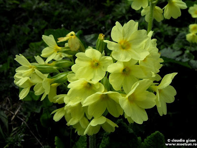 flori de munte galbene, ciubotica cucului de munte (Primula elatior)