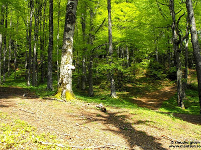 Bucegi004 Stâng-drept-stâng prin pădurile Bucegilor
