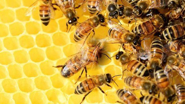 Resultado de imagen para abejas