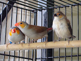 Orange Cheeked Waxbills