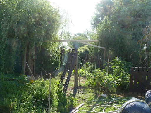 frutas frutas