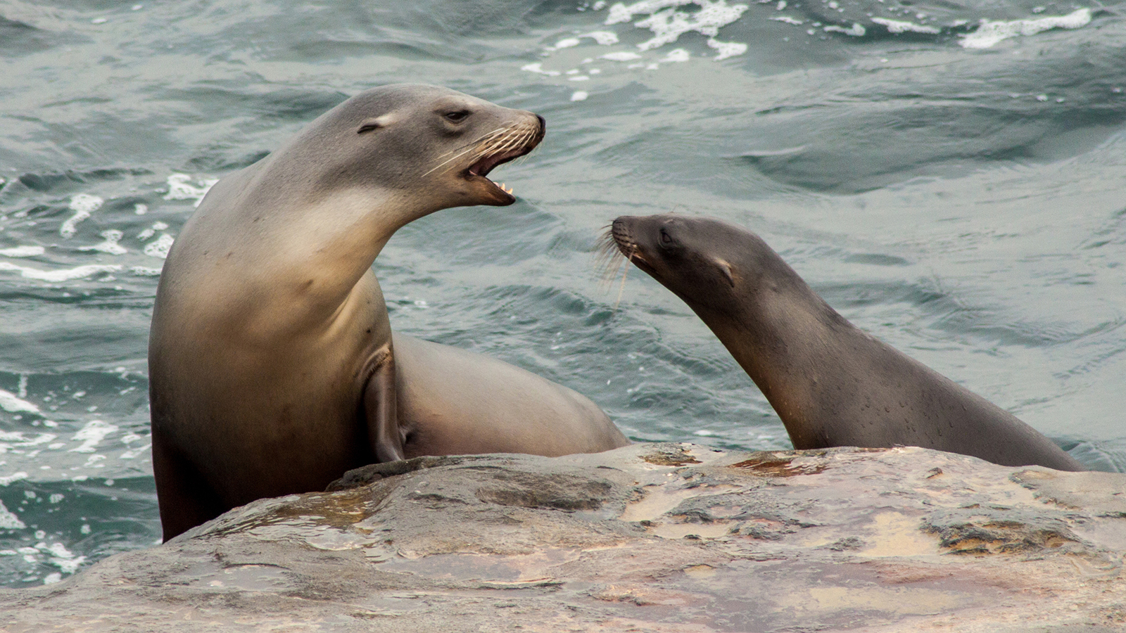 sea-lion-two.jpg