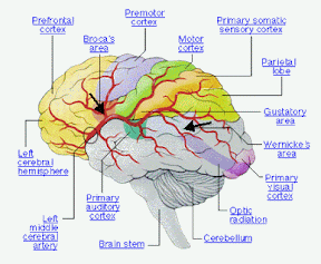 Расположение центров Брока и Вернике в коре головного мозга