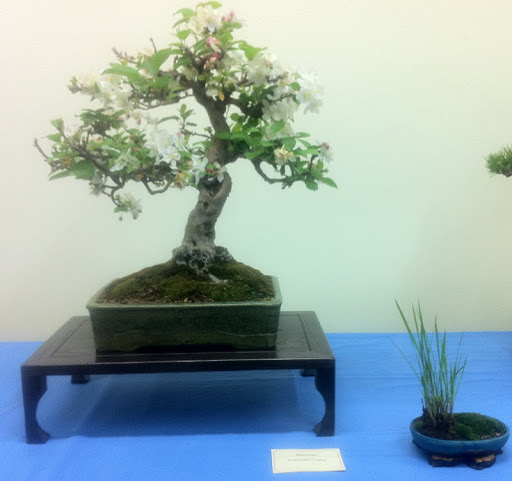 Exposición de bonsais de Fuengirola, 13, 14 y 15 de Abril IMG_0239