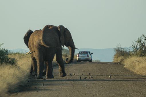 safári na África do Sul - Dois elefantes começando a atravessar a estrada na frente do nosso carro. Passarinhos no chão em volta e mais um carro a frente.