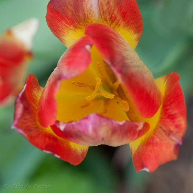 red and yellow tulip