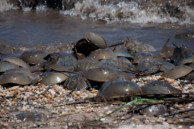 horseshoe crabs on the beach