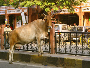 india cow street