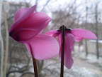 Цикламен