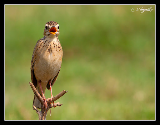 IMAGE: https://lh5.googleusercontent.com/_J3wCjsRO6Tg/TZiyoab3euI/AAAAAAAAPbw/8YwS_9CIBJE/IMG_8902.jpg