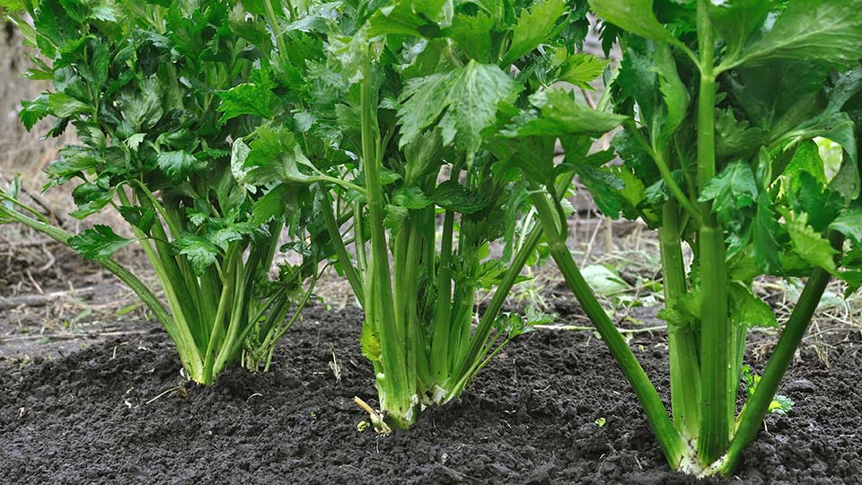 Celery