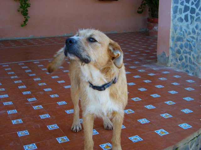 Adopta a OSCAR, el perro mas bueno del mundo. Sevilla Oscar