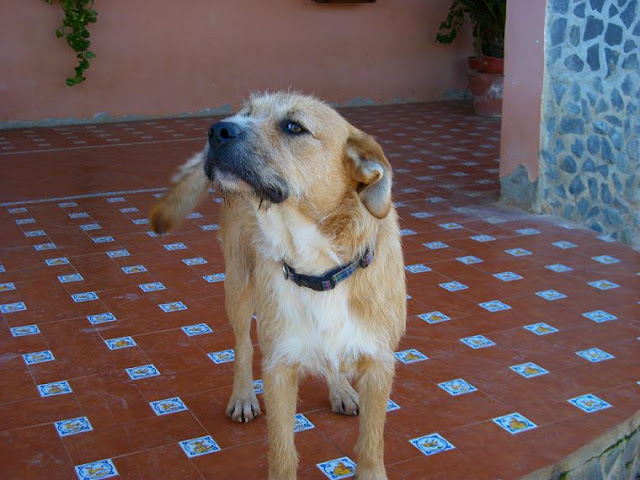 ADOPTA A OSCAR, AL PERRO MAS BUENO DEL MUNDO. SEVILLA Oscar