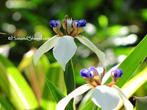 Irises for Florida