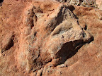 Dinosaur track