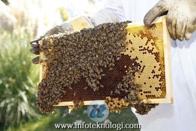 Memperkerjakan karyawan peternak lebah