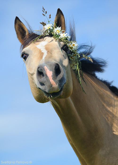 Умеют ли лошади улыбаться? 