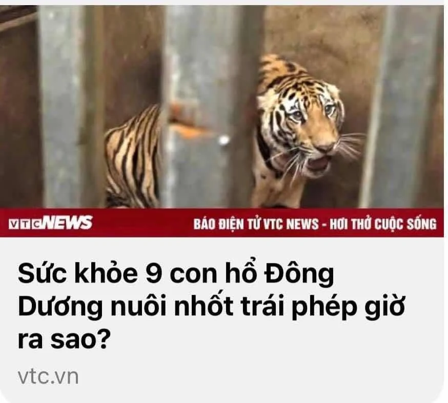 VÌ SAO 8 CON HỔ Ở NGHỆ AN, SAU KHI ĐƯỢC”GIẢI PHÓNG” BỊ CHẾT?