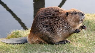 http://www.onekind.org/be_inspired/animals_a_z/beaver/