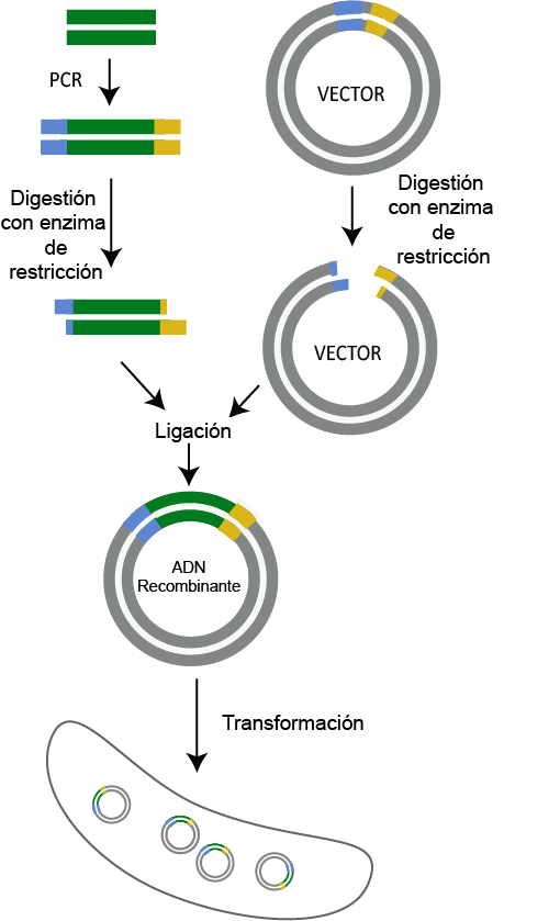 PCR, digestion con enzima de restriccion, ligacion, y transformacion