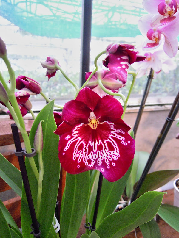 Visite de serres a Orchidées DSCN1061-HDR