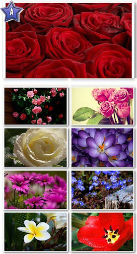 Amazing, Flowers, Wallpapers 2011, DesktopPack, Download Wallpapers 2011