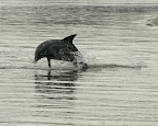 dolphin watching tours Charleston SC