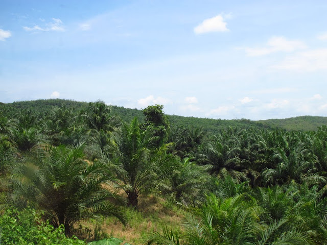 Malaysia Palm Oil Plantations
