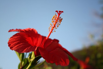Hibiscus flower at the Movenpick resort on the Dead Sea in Jordan