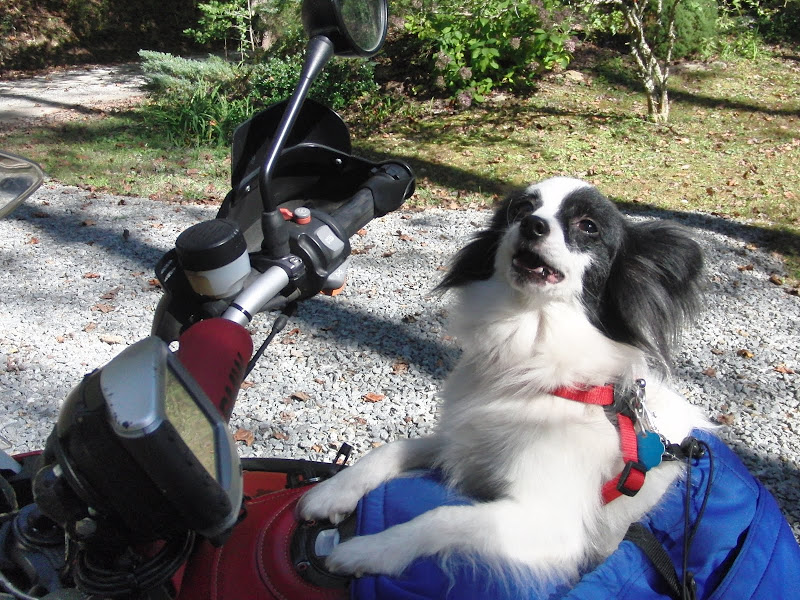 Amazon Dog Bike Carrier Photos All