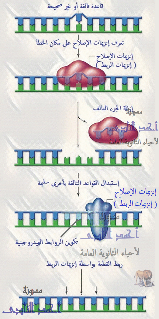 D:\قولدر البرامج 1\ama\ptjtmp\إصلاح عيوب الـحمض النووى dna - إنزيمات الإصلاح - إنزيمات الربط (1)     8.PNG