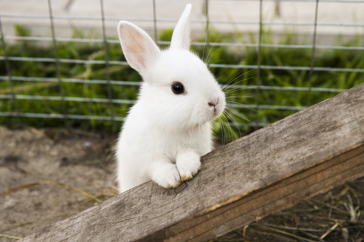Болезни кроликов: виды, симптомы, профилактика