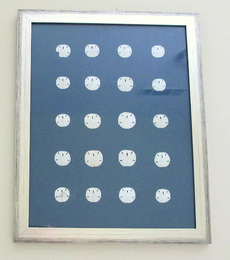Framed Shell Collections 