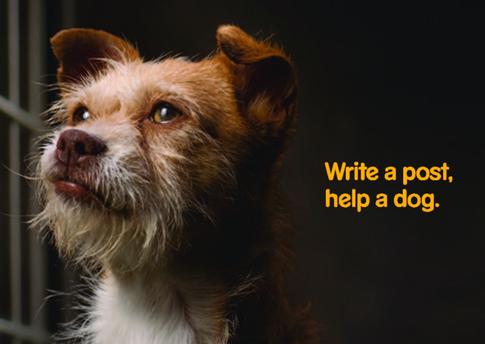 Pet Bloggers Blog Hop & Write a Post Help a Dog #dogsrule