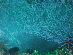 Millions of sardines