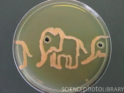 C0053401 Elephants%2C microbial art SPL Seni melukis menggunakan mikroba