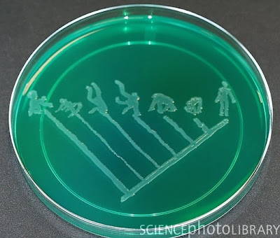 C0053404 Primates%2C microbial art SPL Seni melukis menggunakan mikroba