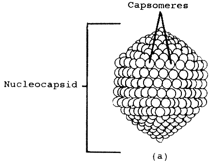 Virión no envuleto con cápside icosahédrica. El ácido nucleico está en el interior de la cápside. Ilustración cortesía de A. Wayne Roberts.