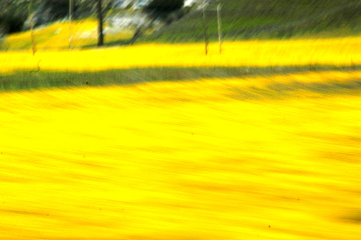 Blurred%20Yellow%20DSC_0611.JPG