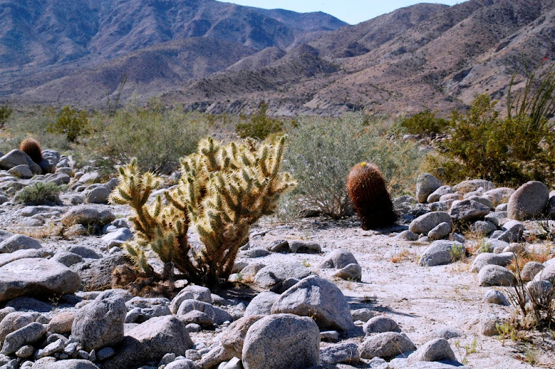 Cholla%2C%20Barrel%2C%20etc%20DSC_0745.JPG