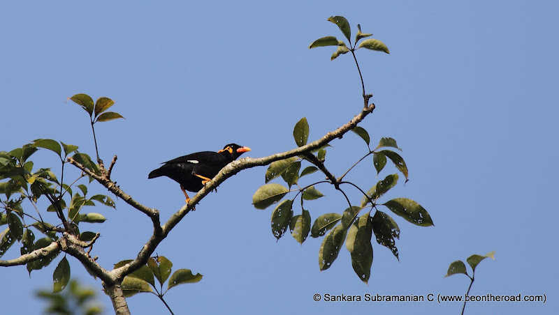 Hill Myna