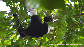 Hoolock Gibbon