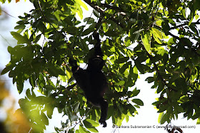 Hanging Hoolock Gibbon