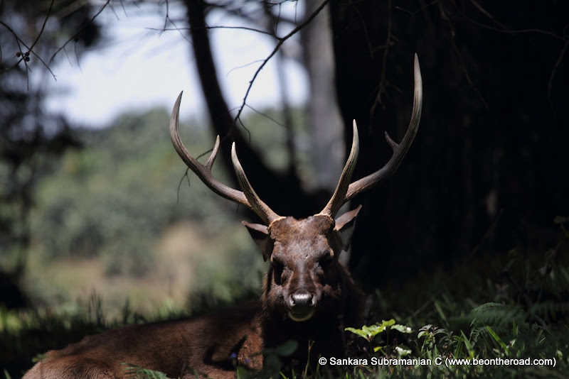 Sambar Deer Stag at Horton Plains - 1