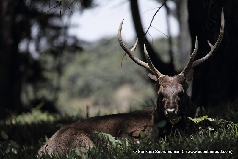 Sambar Deer Stag at Horton Plains - 5