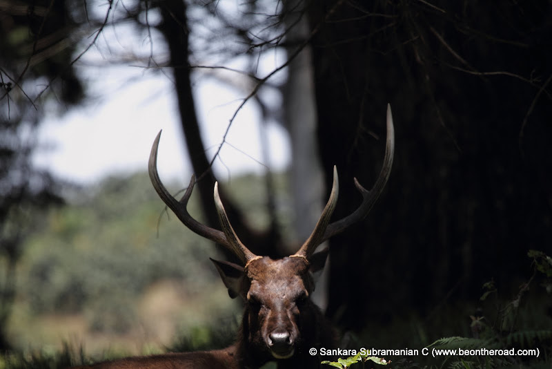 Sambar Deer Stag at Horton Plains - 8